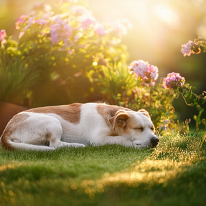 La Melodía Juguetona De Los Ladridos Alegres