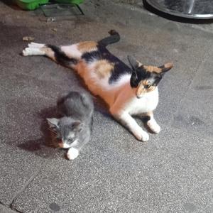 Mi compa de bailes de loca