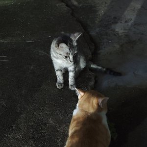 贾哥真的好受伤