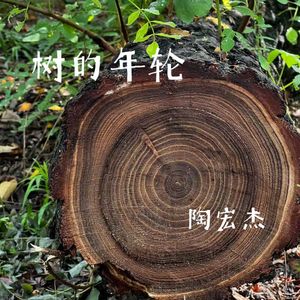 树的年轮