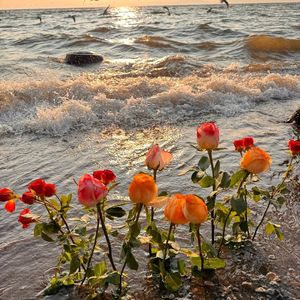 宝贝，写给你的信 (调律版）