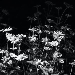 邓丽君-桂花香（Osmanthus fragrance）（future poet remix）