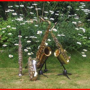 In the Morning Light