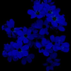 燃烧一颗星球与你对视（翻自 小宇Cosmos）