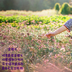 金缕衣 (粤语版)