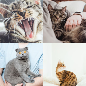 精彩可爱猫咪环境