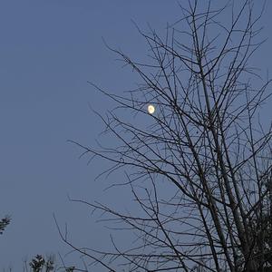 夜是克莱因蓝的忧伤（cover蓝心羽）