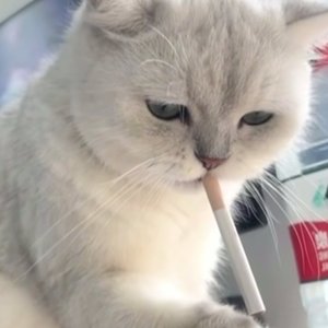 白山茶片段