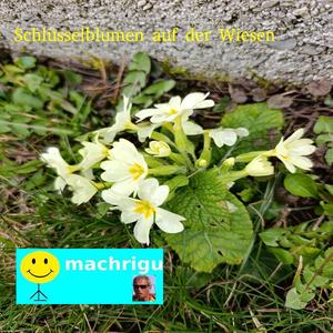musst im Frühling häufig niesen