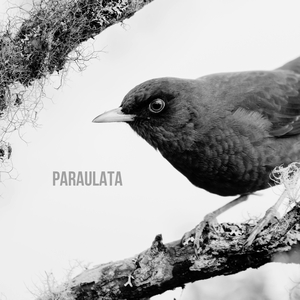 Paraulata