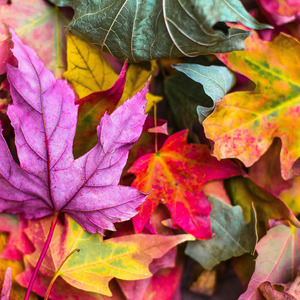 Peaches and Eggplants