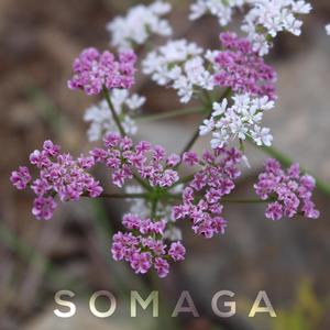 Chahar Mezrab Abouata Aliakbar Somaga