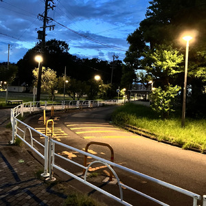 白いカーネーション