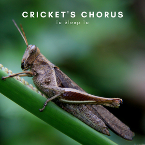 Cricket Symphony