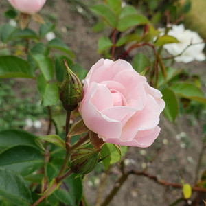 常夜灯が青くてさ