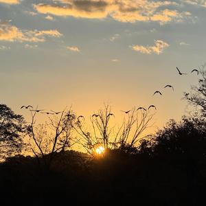 आउ बढाउ गुलाबी ती पाउहरू (feat. न्ह्यू बज्राचार्य & प्रवीण वेदवाल)