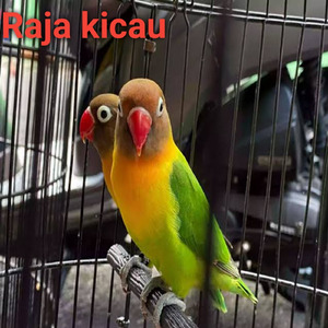 Burung Kenari Ngerol Ngekek Sampai Terbirit Birit