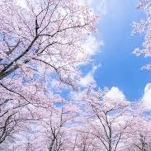 春·花开 (Prod by Syan Ru)