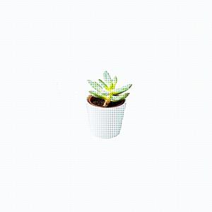 Succulent