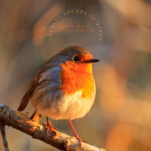 Nature Sounds – Water and Birds