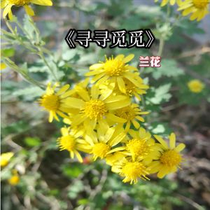 寻寻觅觅
