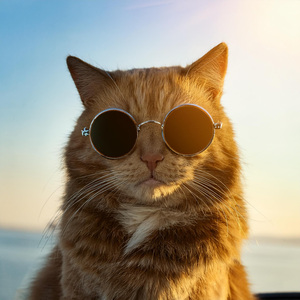 Ritmos Acogedores Para Los Días De Descanso