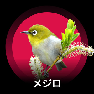 メジロと森の中の静寂