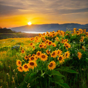 Göz göre göre (Freestyle)