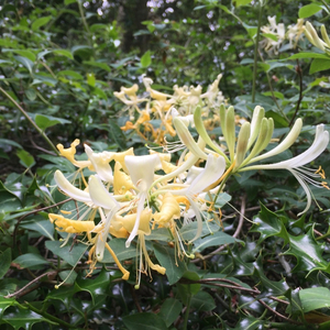 Honeysuckle