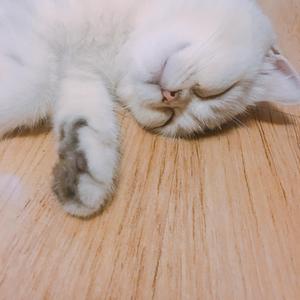 心有独钟（翻自 泳儿）