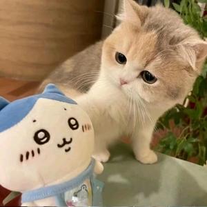 小啾啾 鸡蛋鸭蛋荷包蛋