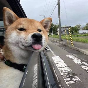 我是真的真的很爱你