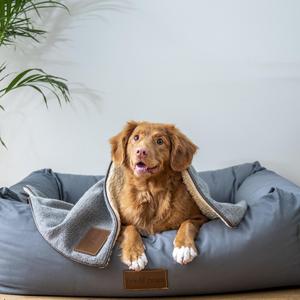 笨手笨脚的鸭子