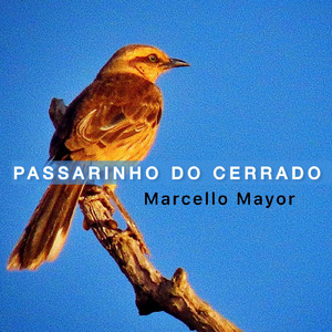 Passarinho do Cerrado