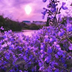 闫东炜-四叶草的幻想（陈逗逗 remix）