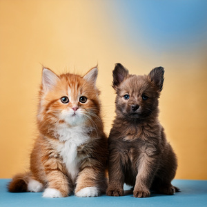 La Calma Ingrávida De Una Pata Descansando