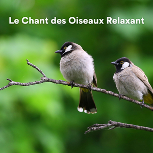 Les émeus qui se déplacent rapidement (Sons d'oiseaux pour relaxation)