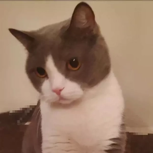 其实都知道（翻自 罗之豪）