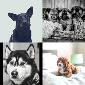 柔和的可爱的狗时刻