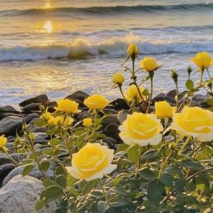 可能是风太大了吧 (我应该送你花的 & Cr3 Remix)