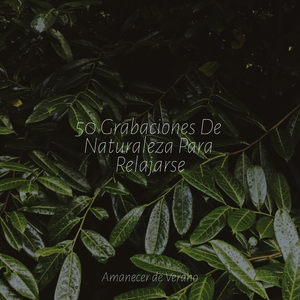 Envuelto en Tranquila Arrobamiento