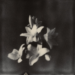 Night Blooming Jasmine