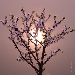 봄이 오는 소리