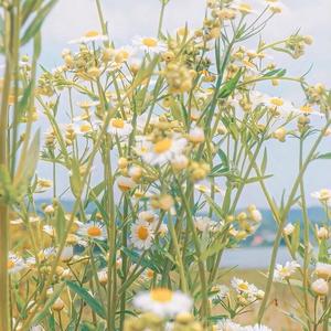 赤道留不住雪花