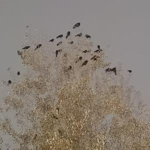 积水潭的乌鸦 伴奏