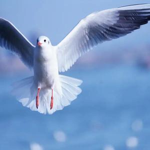 你是我们的英雄 伴奏