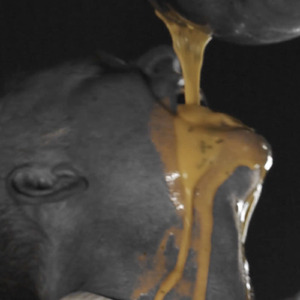 Béarnaise