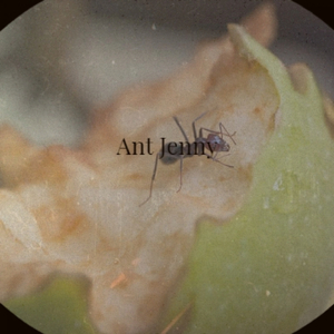 Ant Jenny