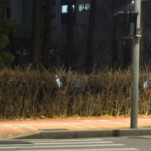 횡단보도