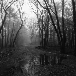 Insomnia (a song for lunatics)